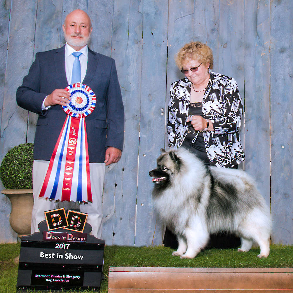 Can(BIS) GCH/Am CH. Keesbrook’s Out Of The Fyre