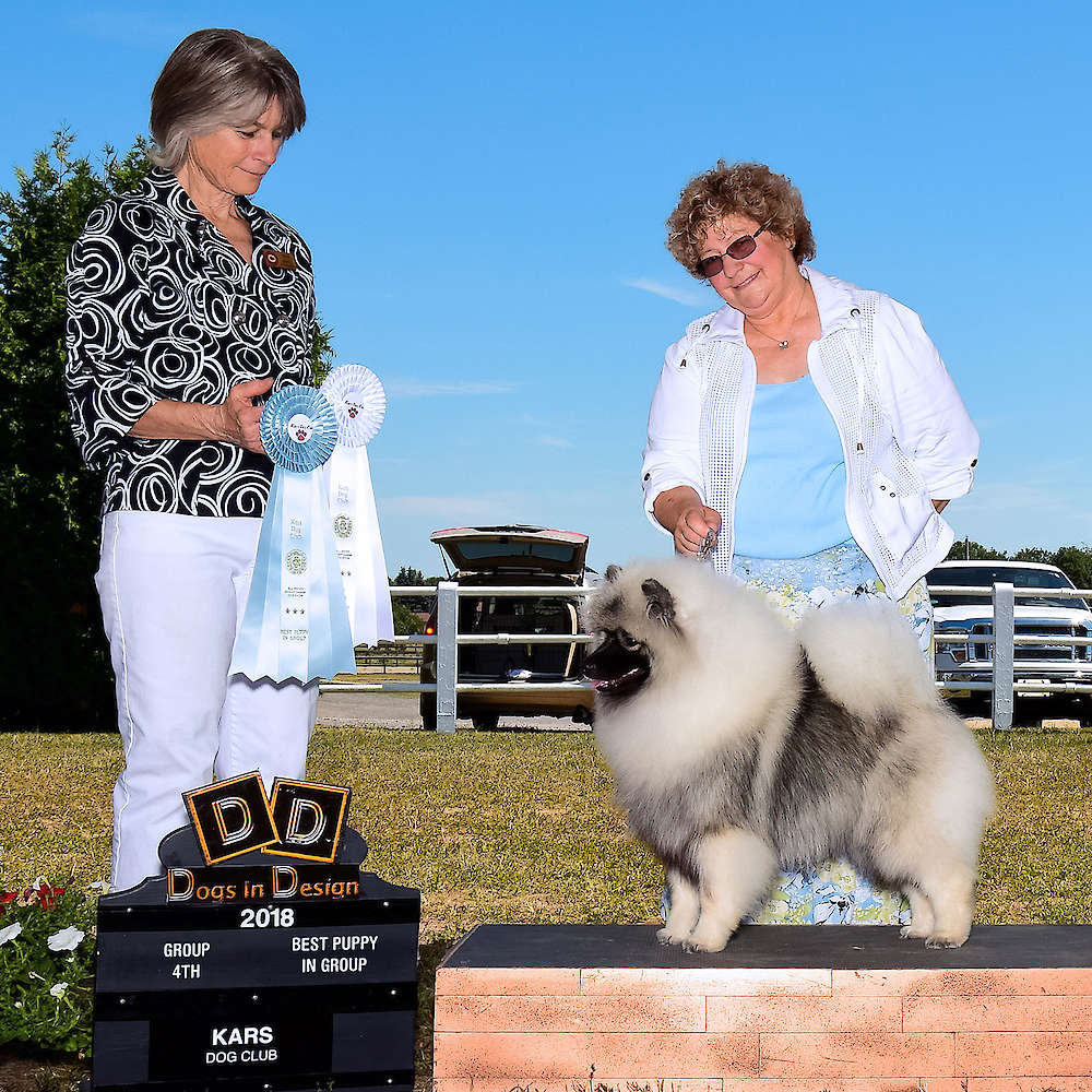 Can CH. Discover Supernova At Keesbrook